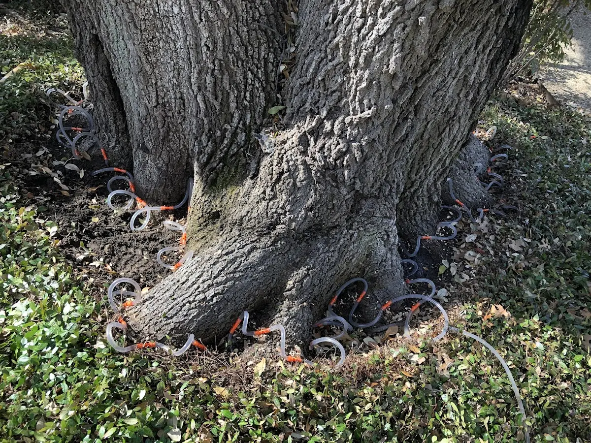 Detailed Shrub and Hedge Trimming job site in Alief
