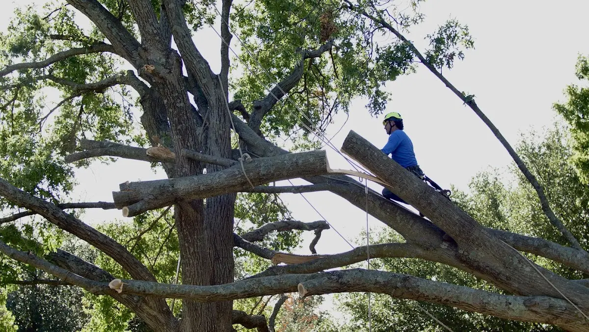 Professional Crown Thinning performed by certified arborists in Alief
